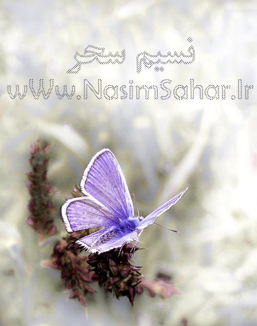 نسیم سحر